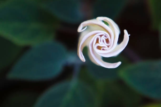 istock white angel's trumpet (Brugmansia sanguinea). 1218443508