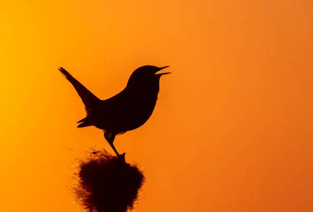 Silhouette of a singing male bluethroat (Luscinia svecica) against a beautiful sunset sky.