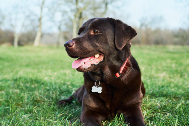 istock Labrador laying in green grass Close up 1218443828