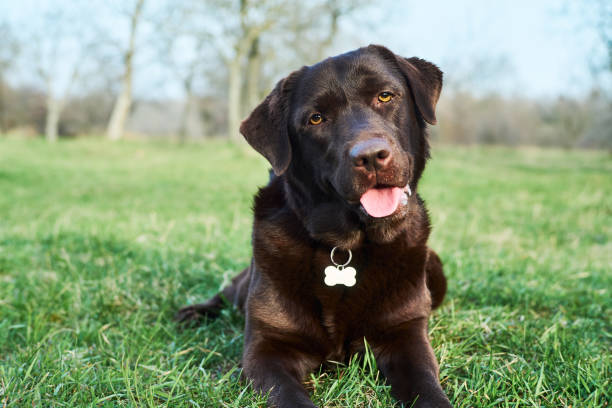 Portrait of chocolate Labrador laying over green grass background stock photo