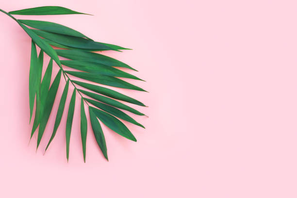 istock Minimal tropical green palm leaf on  pink paper background. 1218444495