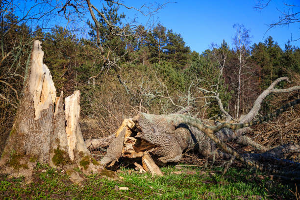 старое дерево упало с ветра - hurricane florida стоковые фото и изображения