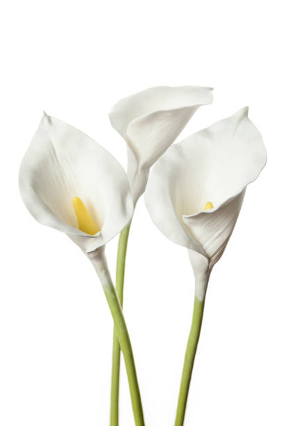 istock Calla flowers isolated on white background, delicate art for congratulations on birthday or wedding 1218444836