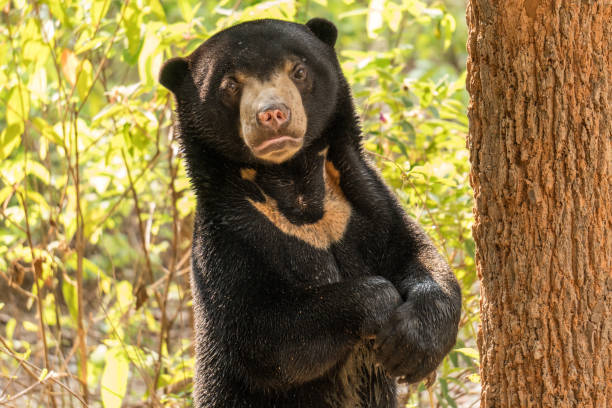 Moon bear cub stock photo