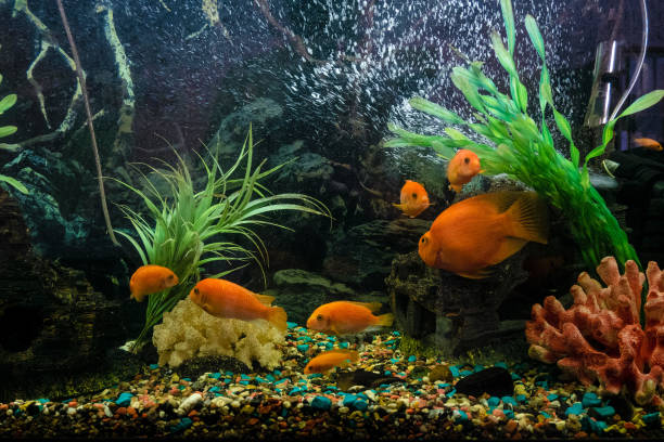 Aquarium with red pseudotrophyus zebra fishes and orange parrot fish (Red Parrot Cichlid) Aquarium with red pseudotrophyus zebra fishes and orange parrot fish (Red Parrot Cichlid) zebra cichlid stock pictures, royalty-free photos & images