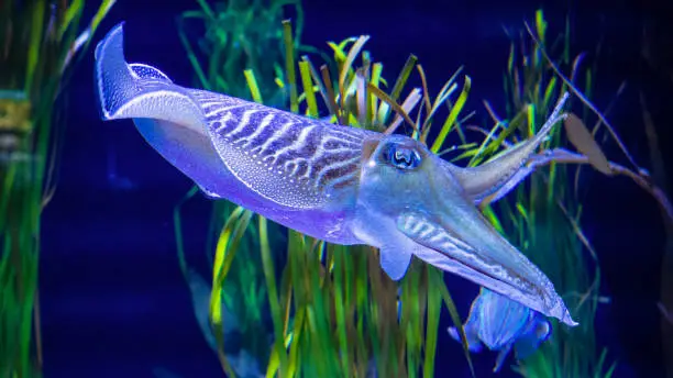 A beautiful cuttlefish (sepiida) at Ripley's Aquarium in Toronto, Canada