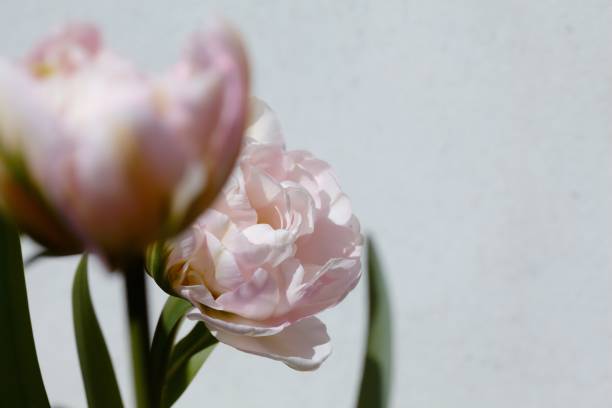 istock A pink peony tulip in bloom with another one in defocused closeup 1218447300