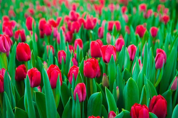 istock Spring scene of tulip field 1218449007