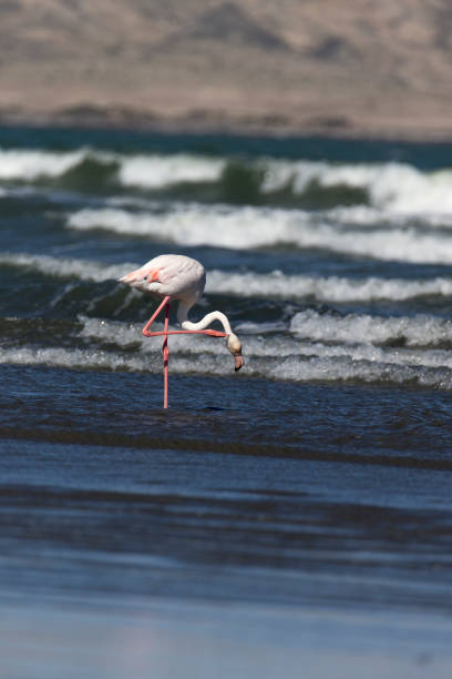 istock A pink flamingo in the sea 1218449230