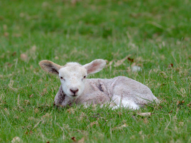 istock A newborn lamb rests in a meadow 1218449849