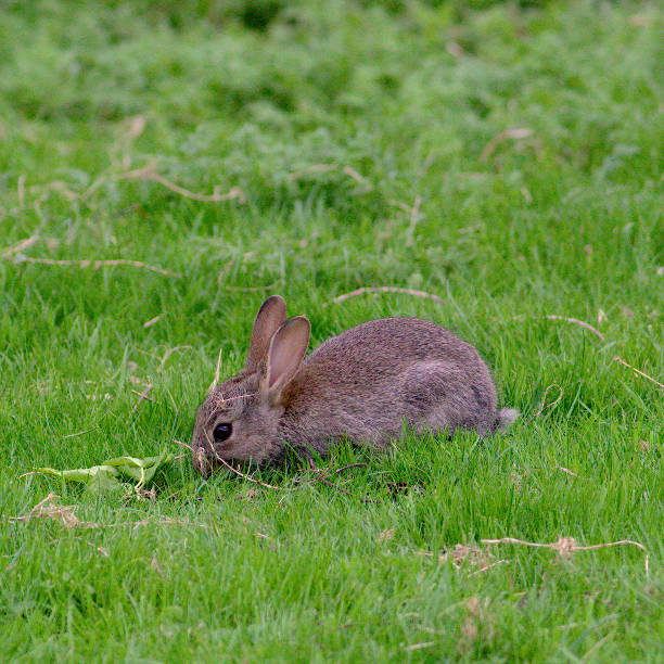 istock A young rabbit grazes in a meadow 1218449938
