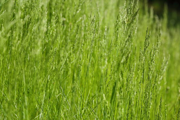 istock The Essence of Spring blooming moments under the sun light 1218450338
