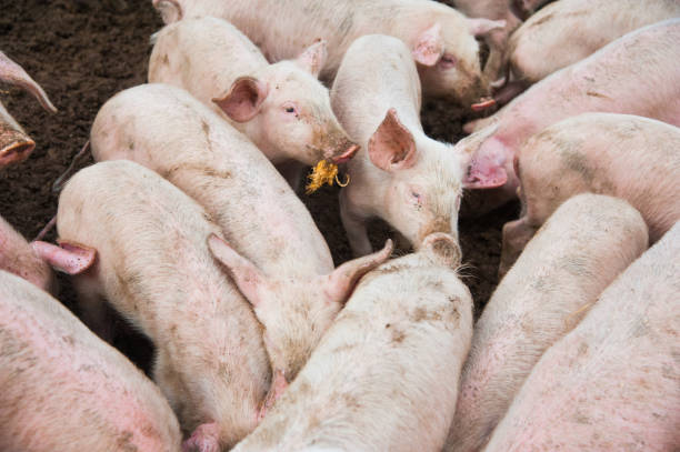 istock Domestic pigs on a farm 1218451011