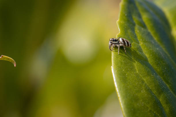istock tiny zebra spider sits in a green plant and waits for prey 1218451174
