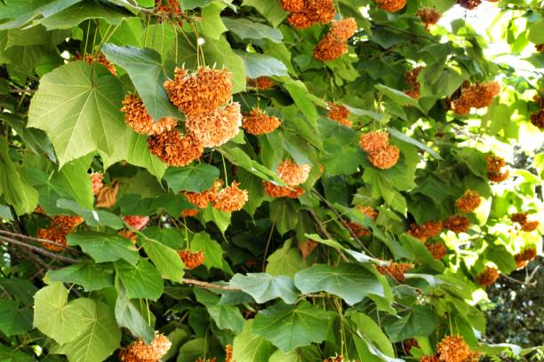 dombeya x cayeuxii en el jardín botánico de lisboa - tropical rainforest rainforest tropical climate formal garden fotografías e imágenes de stock