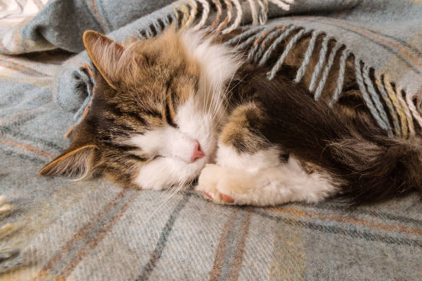 istock tabby cat sleeping curled up in pale blue wool blanket with fringe 1218451323