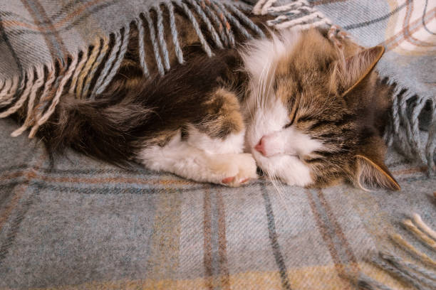 istock tabby kitten sleeping wrapped in pale blue tartan wool blanket  with fringe 1218451336
