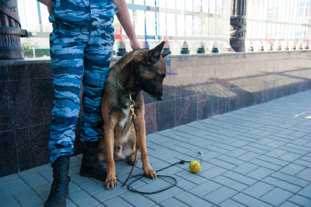 istock Smart police dog on duty 1218451939