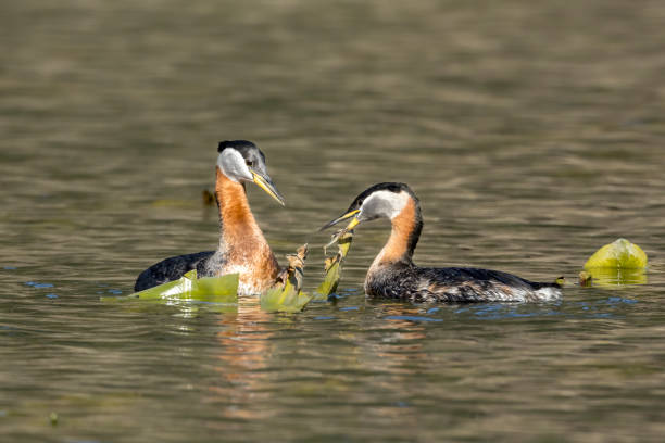 istock Grebe couple are nest building. 1218452068