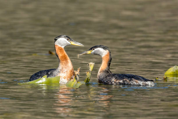 Red-necked grebe couple in the water.