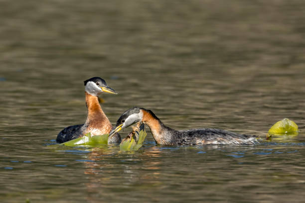istock Grebe couple gathering material for nest. 1218452070