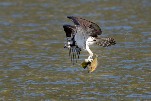 istock Osprey flies off with fish in its talons. 1218452073