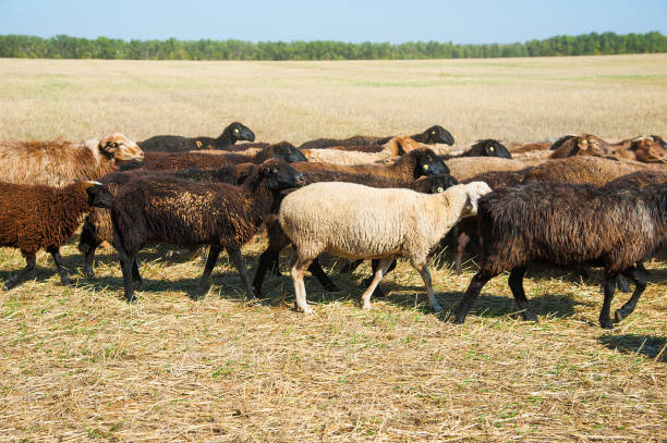 istock Flock of sheep on the meadow 1218452187