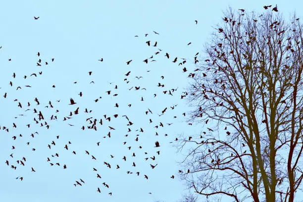 Jackdaws (Corvus monedula) and Rooks (Corvus frugilegus) begin to gather around trees that are the site of a winter communal roosting site in southern England