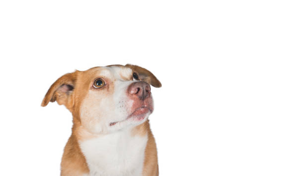 istock dogs head isolated on white background 1218453834