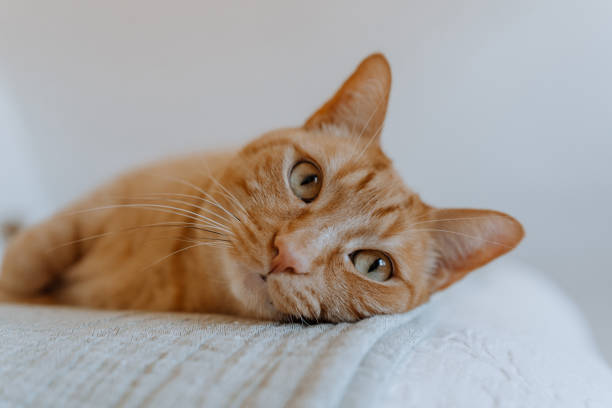 istock Domestic ginger cat looking at the camera 1218453852