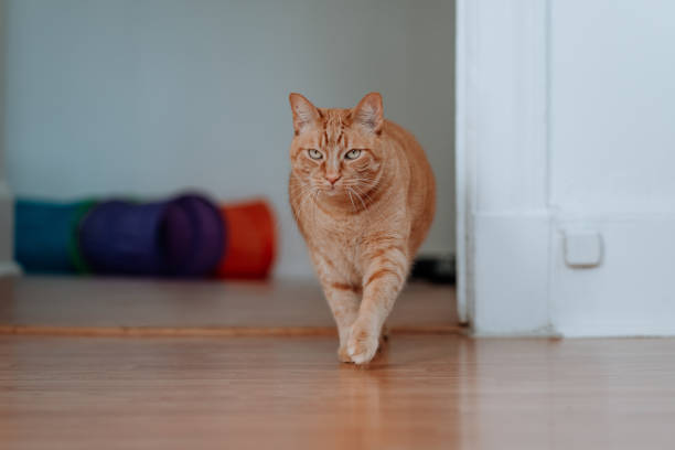 istock Domestic ginger cat walking towards to camera 1218453870