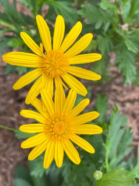 istock A pair of daisies 1218453940