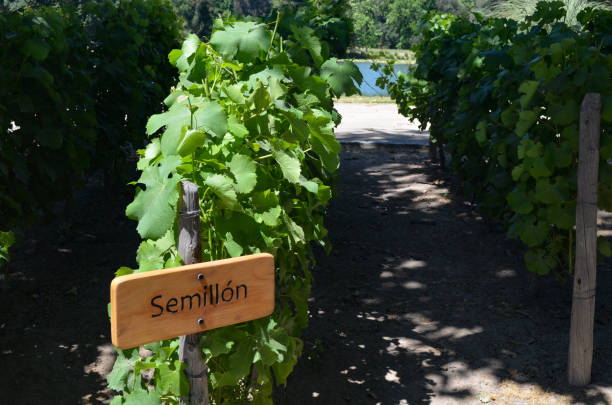 istock Grape varietals growing in the Concha y Toro vineyards, Santiago, Chile 1218454841
