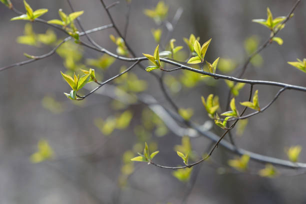 istock Young tree leaf and bud. New spring foliage appearing on branches. Tree or bush releasing buds. Seasonal forest background. 1218455117