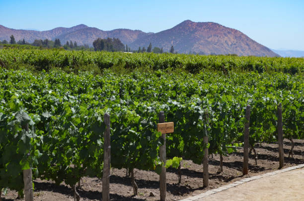 Grape varietals growing in the Concha y Toro vineyards, Santiago, Chile Wine crops in a vineyard on the outskirts of Santiago, Chile. Chilean wine has a long history for a New World wine region, as it was the 16th century when the Spanish conquistadors brought Vitis vinifera vines with them as they colonized the region. In the mid-19th century, French wine varieties such as Cabernet Sauvignon, Merlot, Carmenère and Franc were introduced. chilean wine stock pictures, royalty-free photos & images