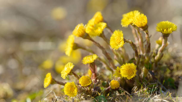 Coltsfoot or foalfoot medicinal wild herb. Farfara Tussilago plant growing in the field. Young flower used as medication ingredients. Meadow spring blooming grass. Group of beautiful yellow flowers. hierba medicinal medicinal de potros pie o potros. planta farfara tussilago en crecimiento en el campo. flor joven utilizada como ingredientes de medicamentos. hierba floreciente de primavera de prado. grupo de hermosas flores amarillas.