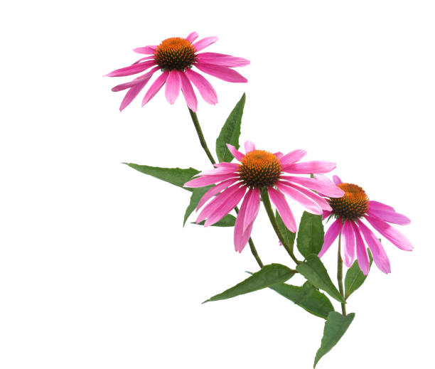 istock Echinacea purpurea or coneflower Flowers isolated on white background 1218456210