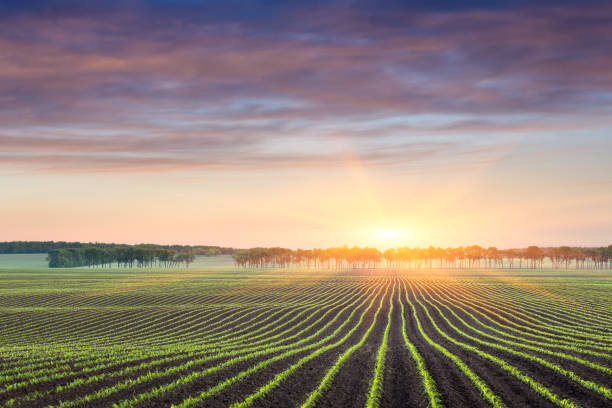 nascer do sol em um campo de milho - acreage - fotografias e filmes do acervo