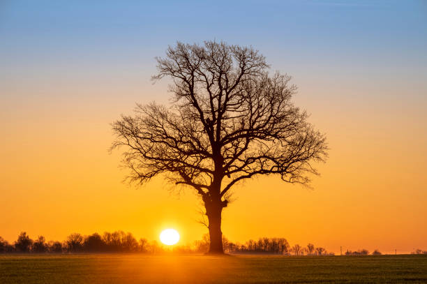 istock Warm sunrise over open agriculture field 1218457756