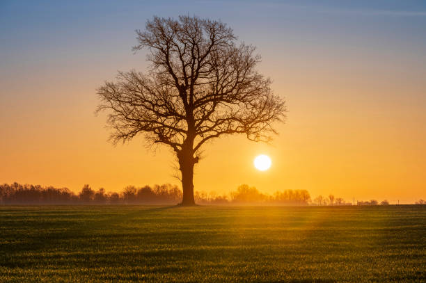 istock Warm sunrise over open agriculture field 1218457813