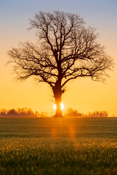 istock Warm sunrise over open agriculture field 1218457849