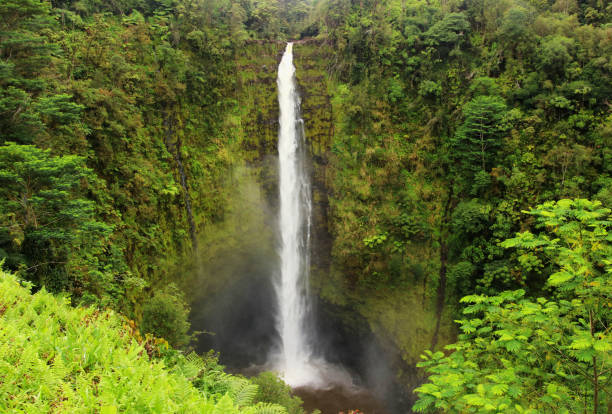 istock Beautiful Hawaii Big Island nature background. 1218459726