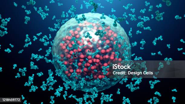 Antibodies Destroy An Infected Cell By A Virus Immun Defense Kill The Infected Cell Stock Photo - Download Image Now