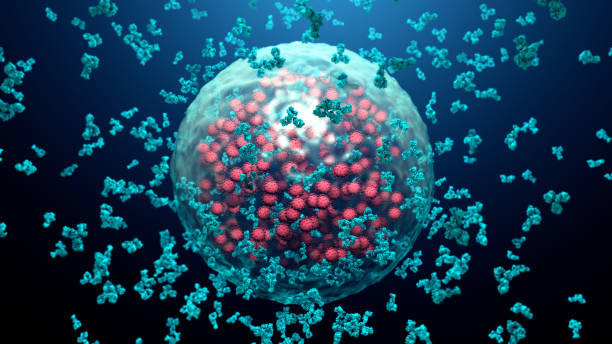 antibodies destroy an infected cell by a  virus, immun defense kill the infected cell - antibody human immune system antigen microbiology imagens e fotografias de stock