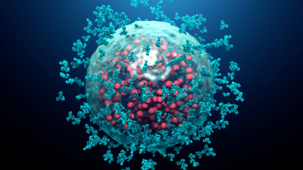 antibodies destroy an infected cell by a  virus, immun defense kill the infected cell - antibody human immune system antigen microbiology imagens e fotografias de stock