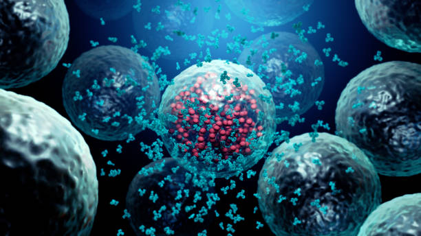 antibodies destroy an infected cell by a  virus, immun defense kill the infected cell - antibody human immune system antigen microbiology imagens e fotografias de stock