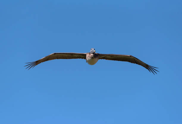 istock Pelican in flight from the front against a blue sky 1218459907