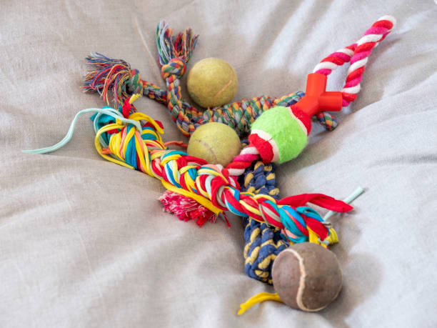 Colorful pet toys on a dog’s grey bed in front of bookshelves. Taken via medium format camera.