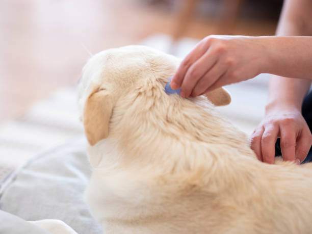istock Tick and flea prevention for a dog 1218461538