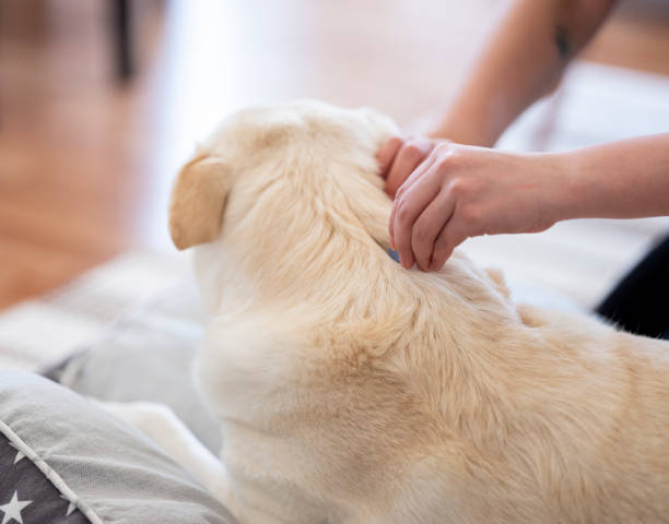 istock Tick and flea prevention for a dog 1218461544